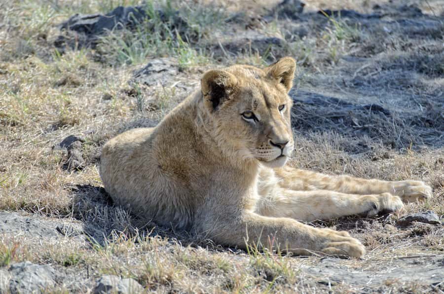 From Johannesburg: Lion & Safari Park Half-Day Tour - Fenced Habitat vs. True Wilderness: Set Expectations the Right Way
