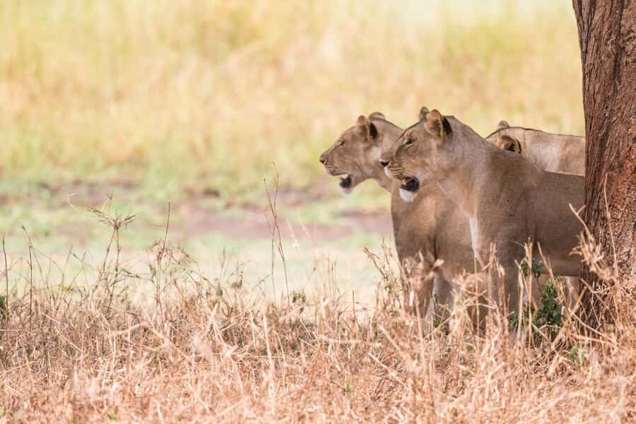 From Johannesburg: Lion & Safari Park Half-Day Tour - Guides and Drivers: Why the Human Touch Matters on Safari
