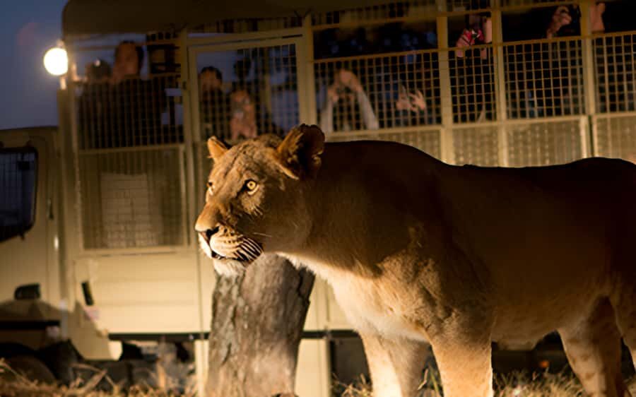 From Johannesburg: Lion & Safari Park Half-Day Tour - Johannesburg or Pretoria Pickup: The Real Low-Stress Advantage