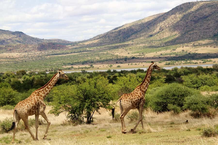 From Johannesburg: Pilanesberg Nature Reserve Game Safari - Big Five Expectations: How to Think About Lion Sightings