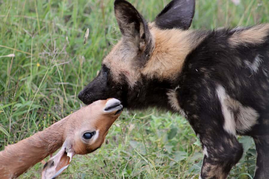 From Johannesburg: Pilanesberg Nature Reserve Game Safari - What You’ll See Beyond the Headlines: The Joy of Variety