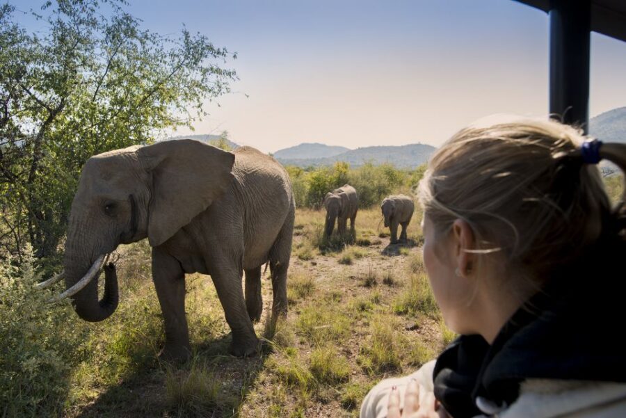 From Johannesburg: Pilanesberg Nature Reserve Game Safari - Comfort, Weather, and What to Pack for Open-Vehicle Safari