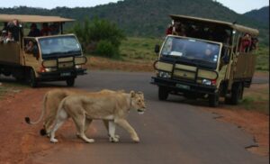 From Sun City: Pilanesberg National Park 3-Hour Game Drive - The open safari vehicle: what the 25-seater setup changes