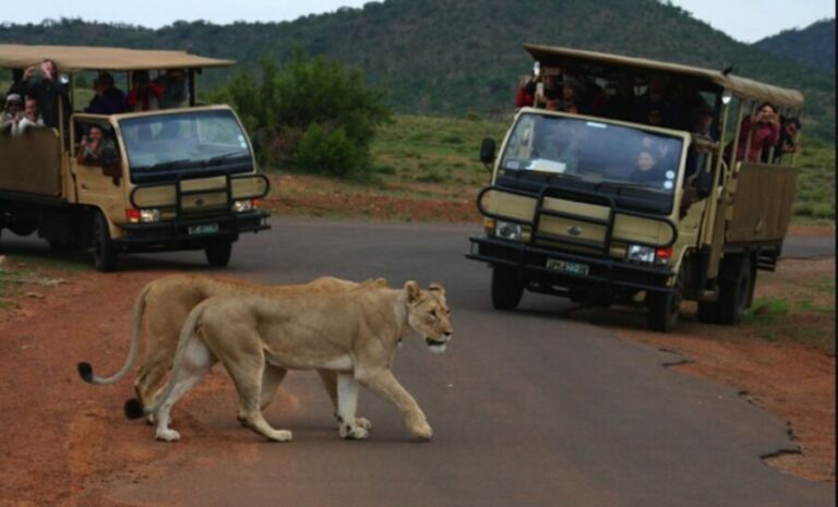 From Sun City: Pilanesberg National Park 3-Hour Game Drive - The open safari vehicle: what the 25-seater setup changes