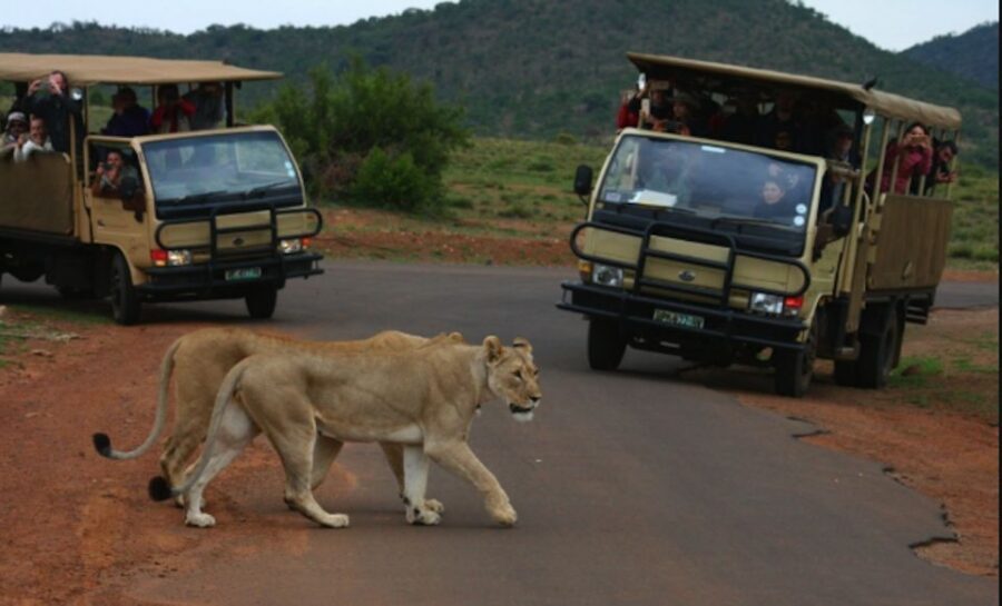 From Sun City: Pilanesberg National Park 3-Hour Game Drive - The open safari vehicle: what the 25-seater setup changes