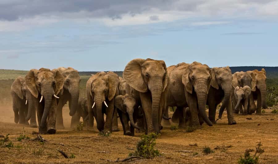 Full-Day All Inclusive Safari with Traditional Braai Lunch - Key things that make this safari worth your time