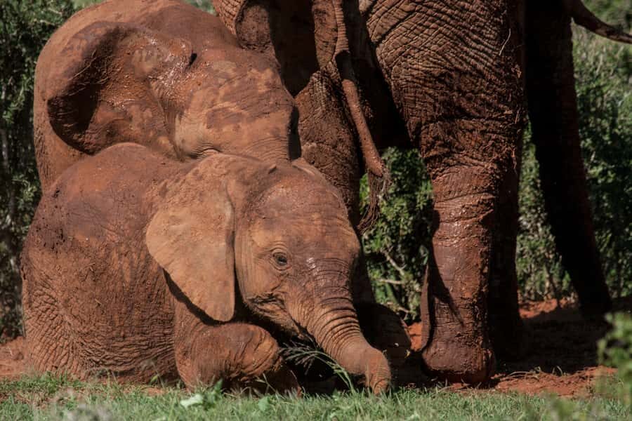 Full-Day All Inclusive Safari with Traditional Braai Lunch - Price check: is $186 good value for this kind of day?