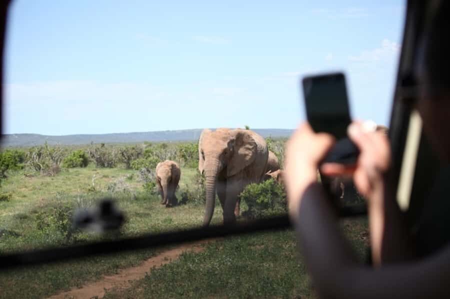 Full-Day All Inclusive Safari with Traditional Braai Lunch - Addo Elephant National Park: the “big animals” day you can actually enjoy
