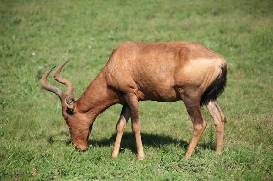 Full-Day All Inclusive Safari with Traditional Braai Lunch - Lunch inside the park: braai with real South African comfort food