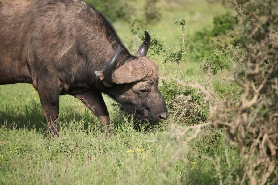 Full-Day All Inclusive Safari with Traditional Braai Lunch - Afternoon game drive: the second hunt for the Big Five