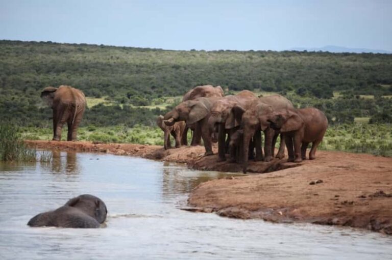 Full-Day All Inclusive Safari with Traditional Braai Lunch - The 9-hour flow: pickup to drop-off without the chaos