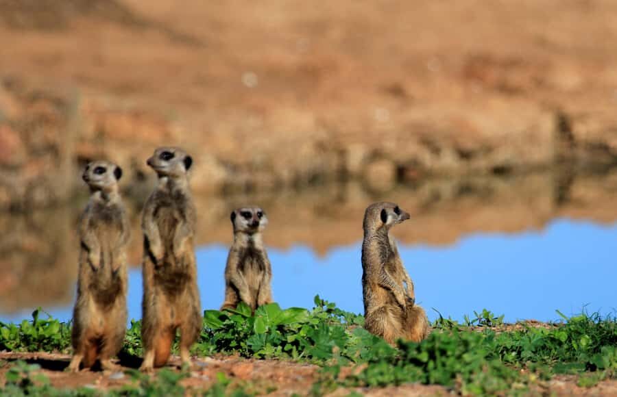 Full-Day All Inclusive Safari with Traditional Braai Lunch - The guide experience: how spotting becomes more than luck