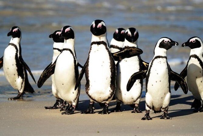Full Day Cape Peninsula Tour in Private Car - Private car Cape Peninsula: why this format works