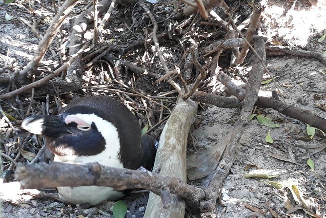 Full Day Cape Peninsula Tour in Private Car - Hout Bay: seals at Seal Island plus time in the market