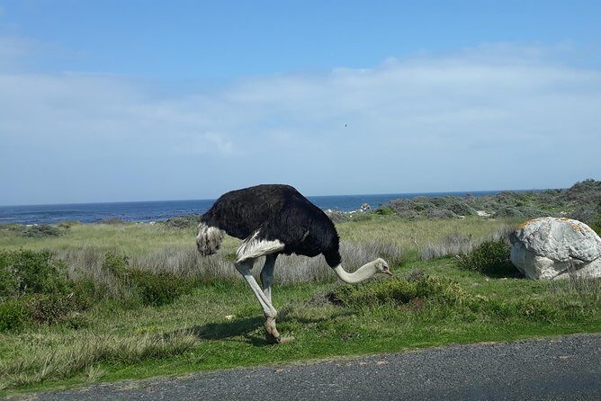 Full Day Cape Peninsula Tour in Private Car - Chapman’s Peak Drive: spectacular views, included toll fees, quick stop