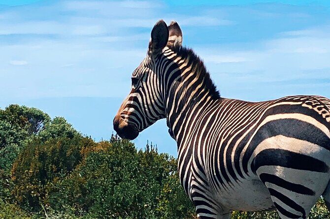 Full Day Cape Peninsula Tour in Private Car - Cape of Good Hope Nature Reserve and Cape Point: Two Oceans currents, big viewpoints