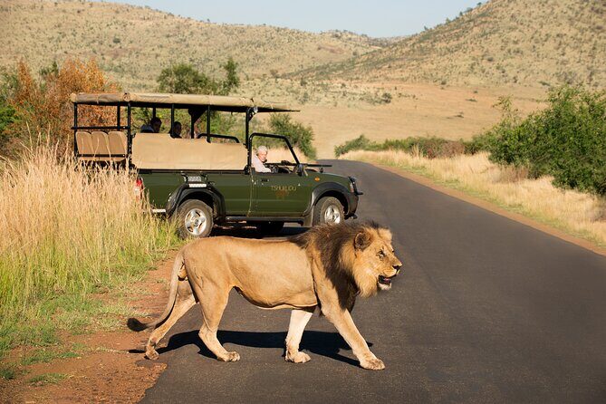 Full Day Pilanesberg Experience in Open Vehicle - Afternoon Closed-Vehicle Drive (Departing Around 15:30–16:00): Second Chance Energy