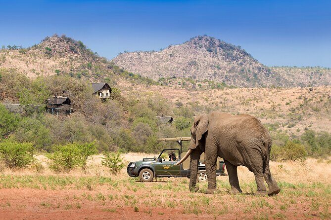Full Day Pilanesberg Experience in Open Vehicle - Price and Value: Why $137.74 Can Make Sense for a One-Day Safari