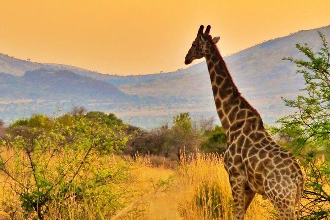 Full Day Ultimate Pilanesberg National Park Safari from Johannesburg or Pretoria - Who should book this Pilanesberg safari (and who should think twice)