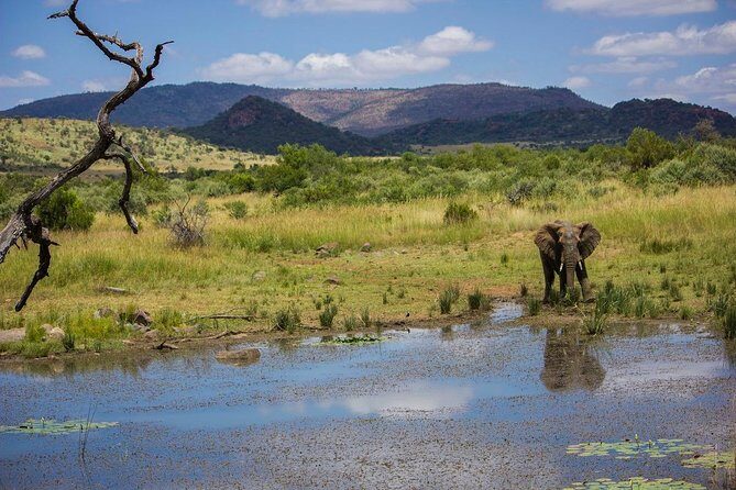 Full Day Ultimate Pilanesberg National Park Safari from Johannesburg or Pretoria - Should you book this Johannesburg or Pretoria Pilanesberg safari?