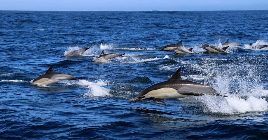 Gansbaai: Marine Big 5 Boat tour - Marine Big 5 in Gansbaai: what makes this trip special