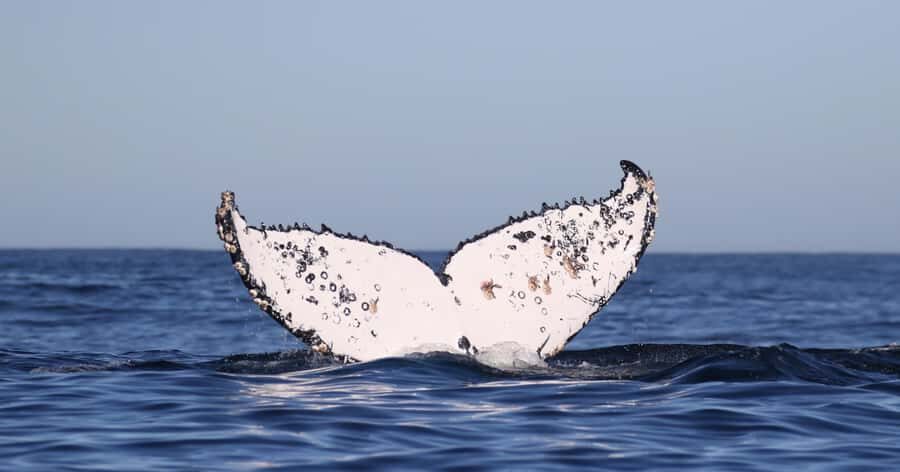 Gansbaai: Marine Big 5 Boat tour - Who should book this Gansbaai Marine Big 5 tour?