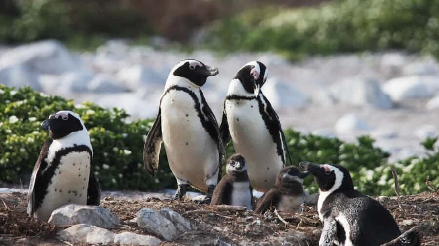 Gansbaai: Marine Big 5 Boat tour - Entering The Great White House: your day starts in Kleinbaai