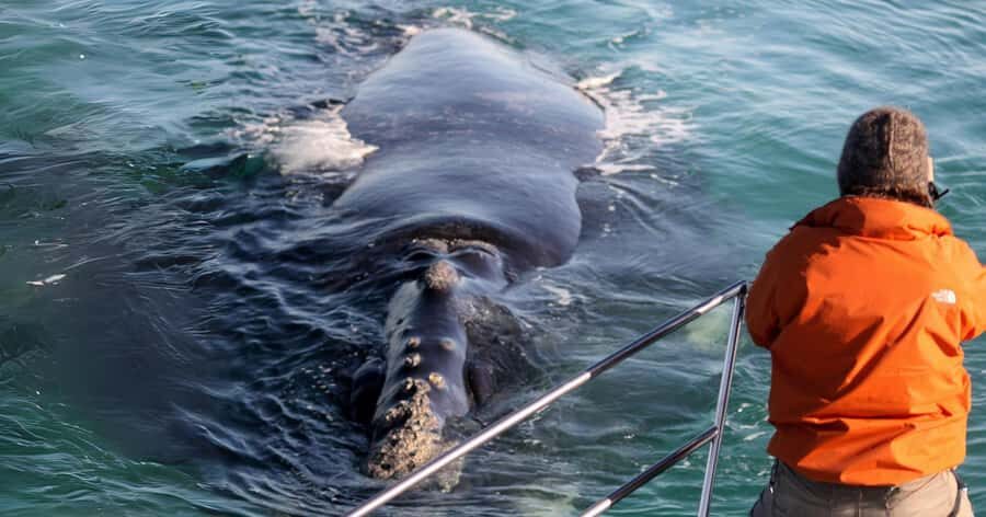 Gansbaai: Marine Big 5 Boat tour - On the water to Shark Alley: comfort, safety, and how the spotting works