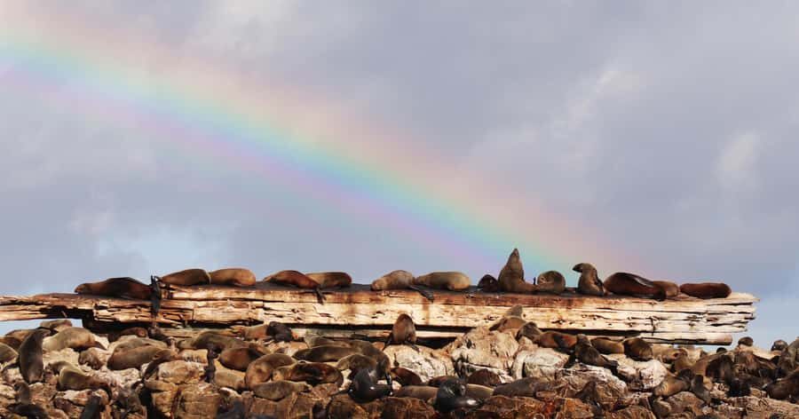 Gansbaai: Marine Big 5 Boat tour - Marine Big 5 odds: whales, seals, sharks, dolphins, penguins