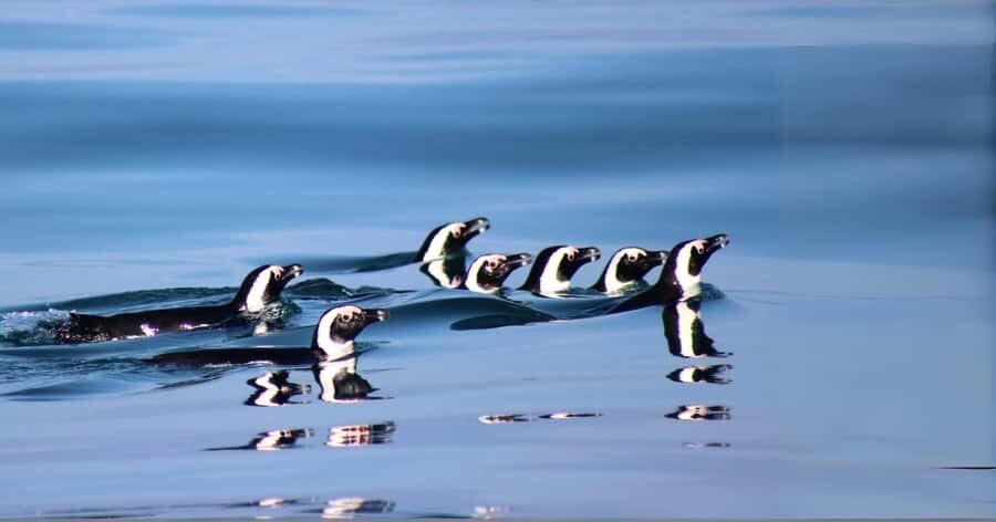 Gansbaai: Marine Big 5 Boat tour - The marine biologist: why the explanations change what you see