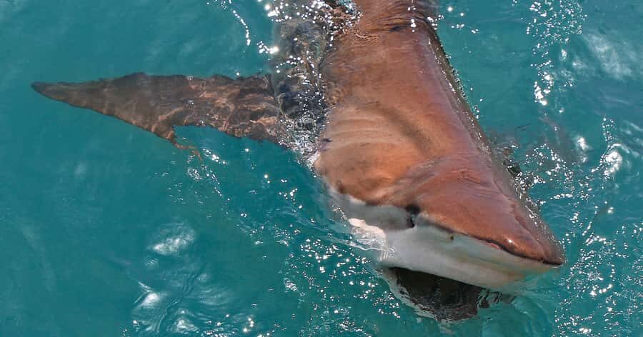 Gansbaai: Marine Big 5 Boat tour - Price and value: is $155 for Marine Big 5 fair?