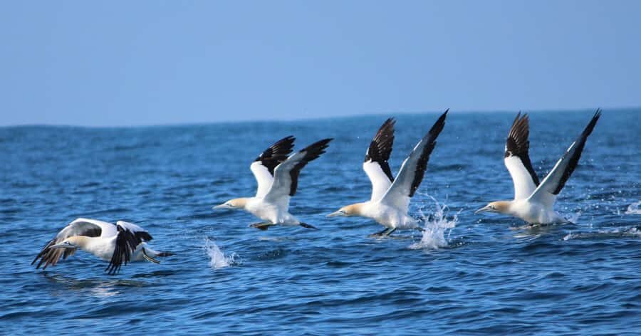 Gansbaai: Marine Big 5 Boat tour - Practical tips so your day goes smoothly