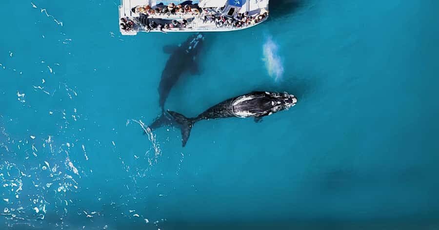 Gansbaai: Marine Big 5 Boat tour - Drive time and real timing: why your schedule feels longer than the boat ride