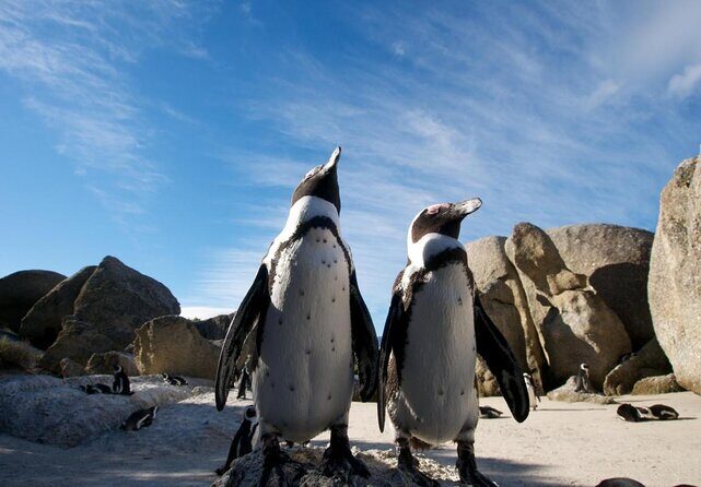 Half Day Boulders Penguins and Cape Point Small Group Tour - Key Highlights Worth Your Time