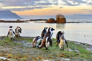 Half Day Boulders Penguins and Cape Point Small Group Tour - Coastal Village Pass-Through: Kalk Bay and Fish Hoek Without the Time Suck