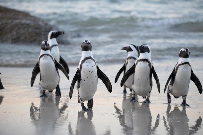 Half Day Boulders Penguins and Cape Point Small Group Tour - Cape of Good Hope Nature Reserve: Fynbos Views Plus Real Animal Safety