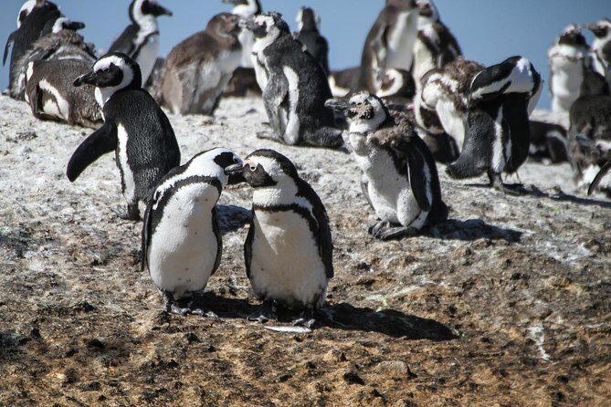 Half Day Boulders Penguins and Cape Point Small Group Tour - Old Cape Point Lighthouse: Two Oceans Currents, Not Just a View