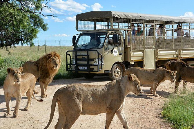 Half Day Lion Park tour from Johannesburg or Pretoria - Quick highlights from this Johannesburg Lion Park day