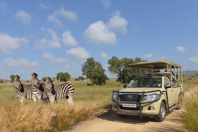 Half Day Lion Park tour from Johannesburg or Pretoria - How the Half-Day Lion Park Tour Really Feels in Your Day