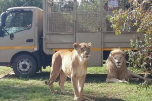 Half Day Lion Park tour from Johannesburg or Pretoria - Getting North From Johannesburg: Comfort and Timing That Works
