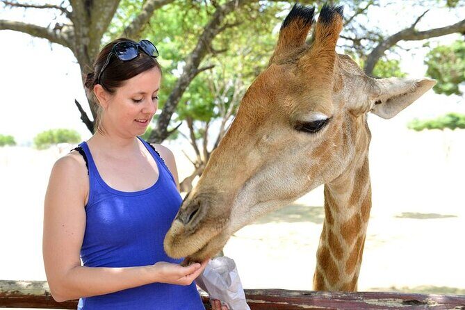 Half Day Lion Park tour from Johannesburg or Pretoria - After the Drive: Cub Time, Main-Centre Animals, and a More Relaxed Pace