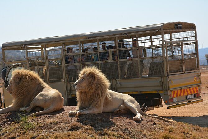 Half Day Lion Park tour from Johannesburg or Pretoria - The Guide Makes It Better: From Carson to Ali and Dusty