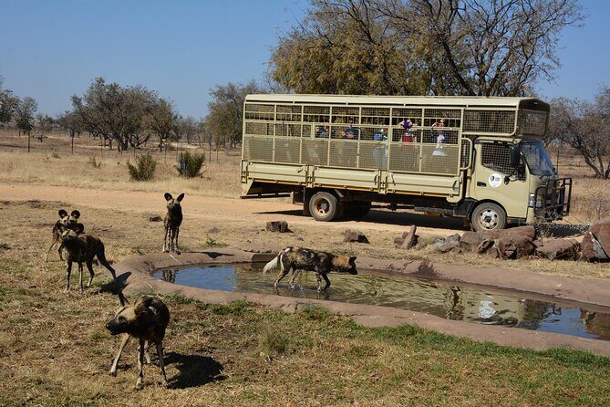 Half Day Lion Park tour from Johannesburg or Pretoria - 5 Dome Shopping Experience: A Smart Use of the Waiting Time