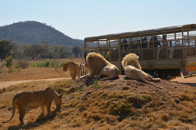 Half Day Lion Park tour from Johannesburg or Pretoria - Price and Value: Is $100.65 Worth It?