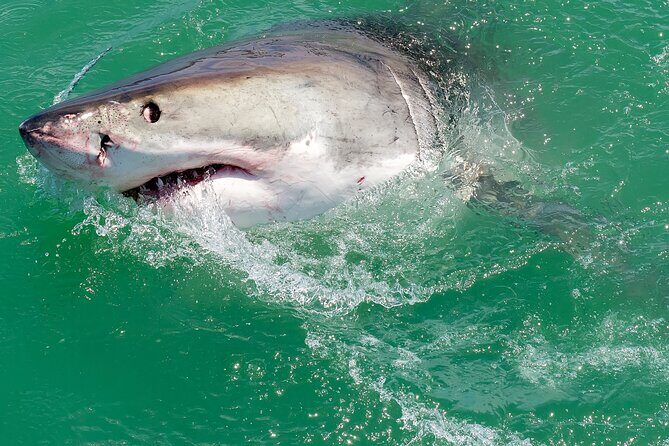 Half-Day White Shark Cage Diving from Gansbaai - Starting early: the 7:00 am plan at Van Dyks Bay