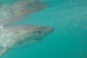 Half-Day White Shark Cage Diving from Gansbaai - What the morning includes before you hit the water