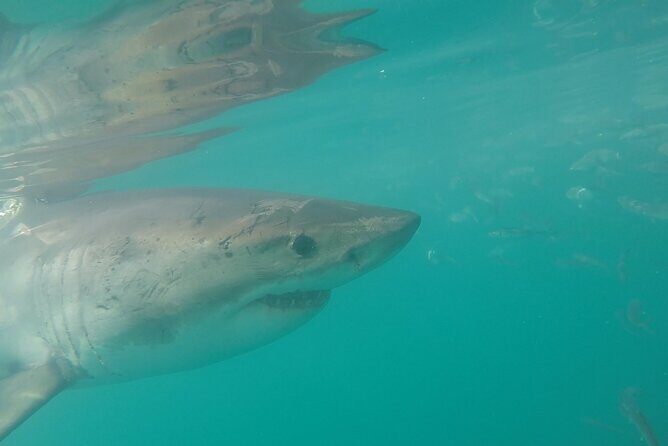 Half-Day White Shark Cage Diving from Gansbaai - What the morning includes before you hit the water