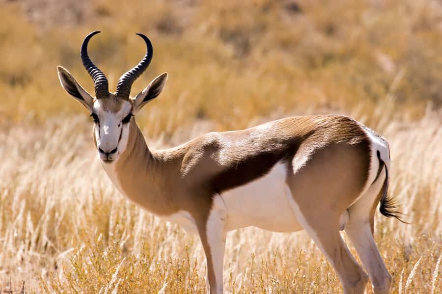 Hartbeespoort: Predator Safari with a Guide - Key things to clock before you go