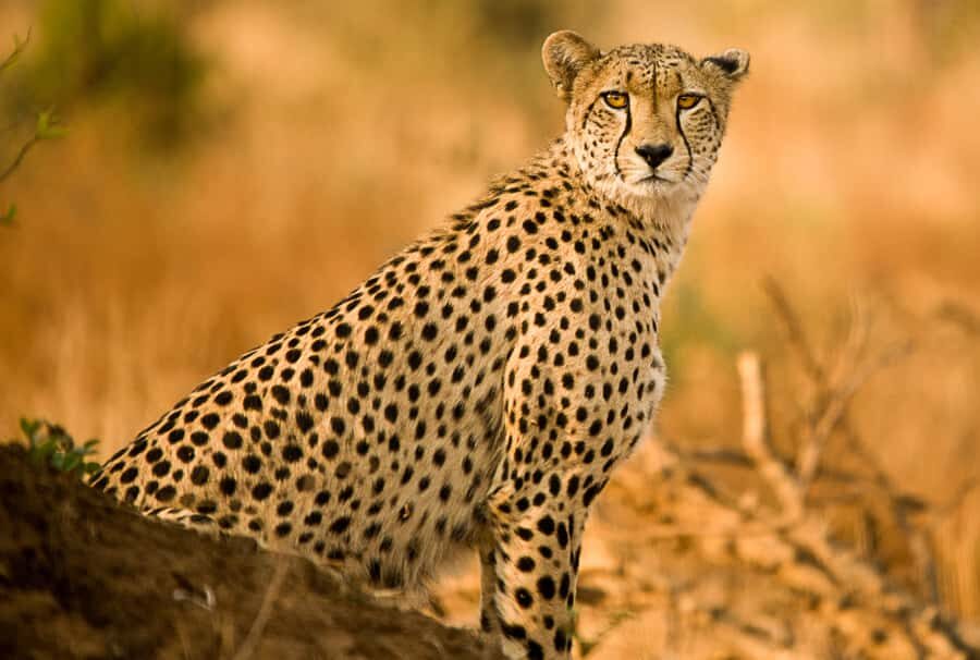 Hartbeespoort: Predator Safari with a Guide - Getting picked up at Lion & Safari Park: quick, easy start