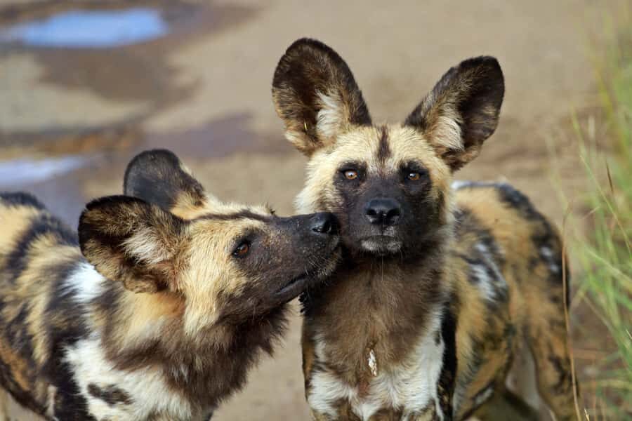 Hartbeespoort: Predator Safari with a Guide - Lions, wild dogs, and cheetahs: how you’ll experience the “predator safari” part